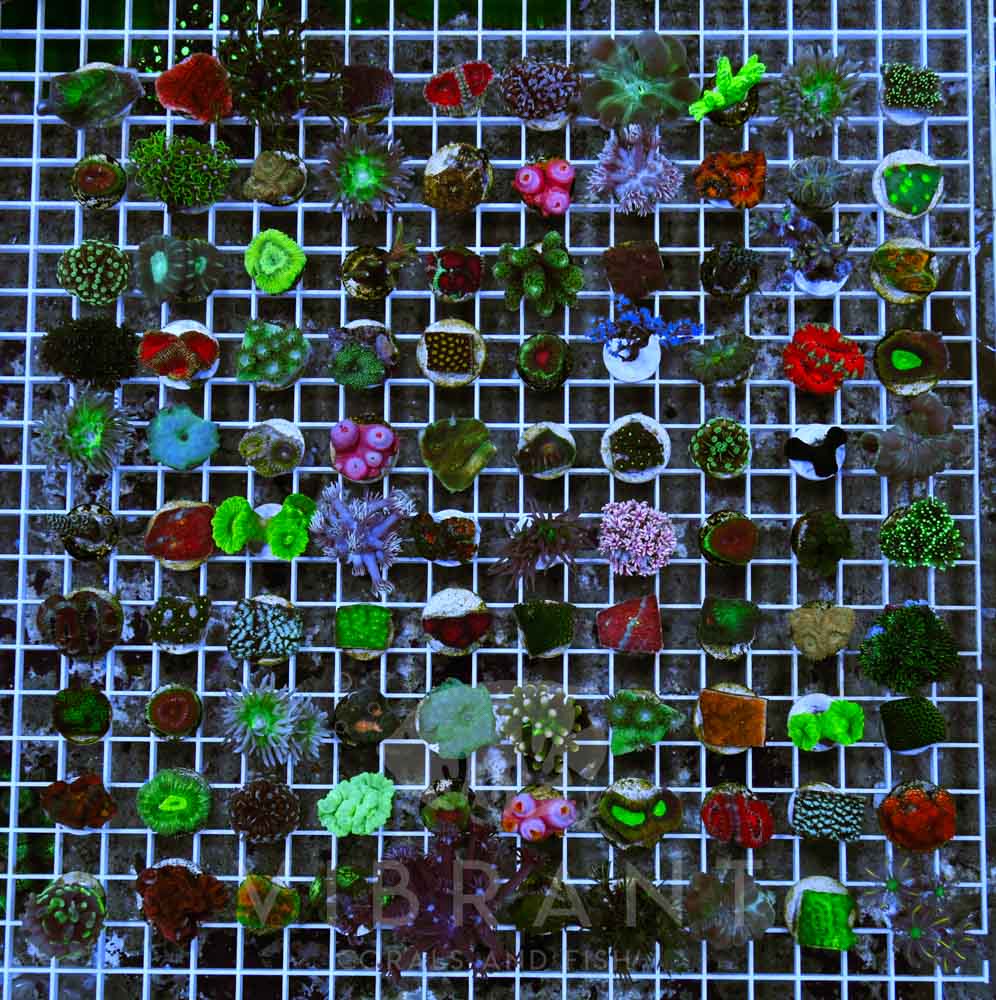Frag 100 LPS Coral Pack sample