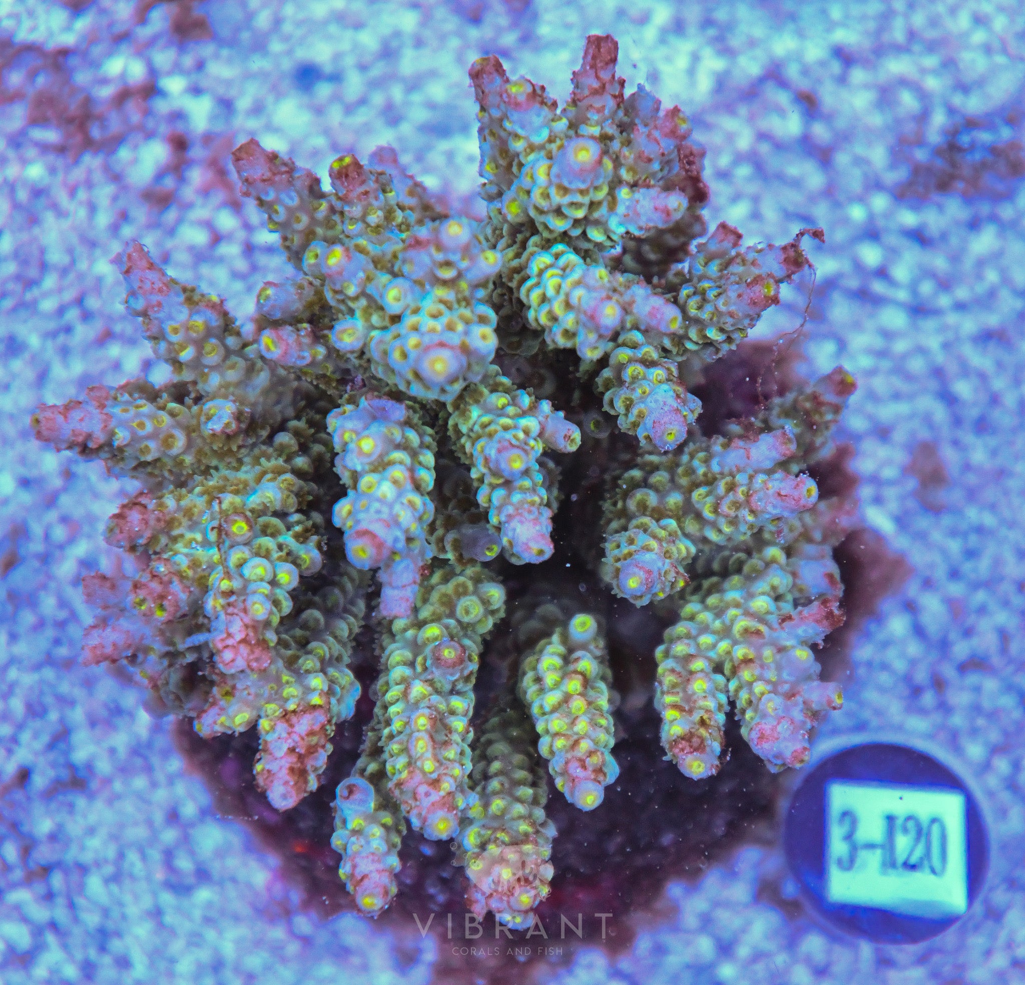 Acro INDO