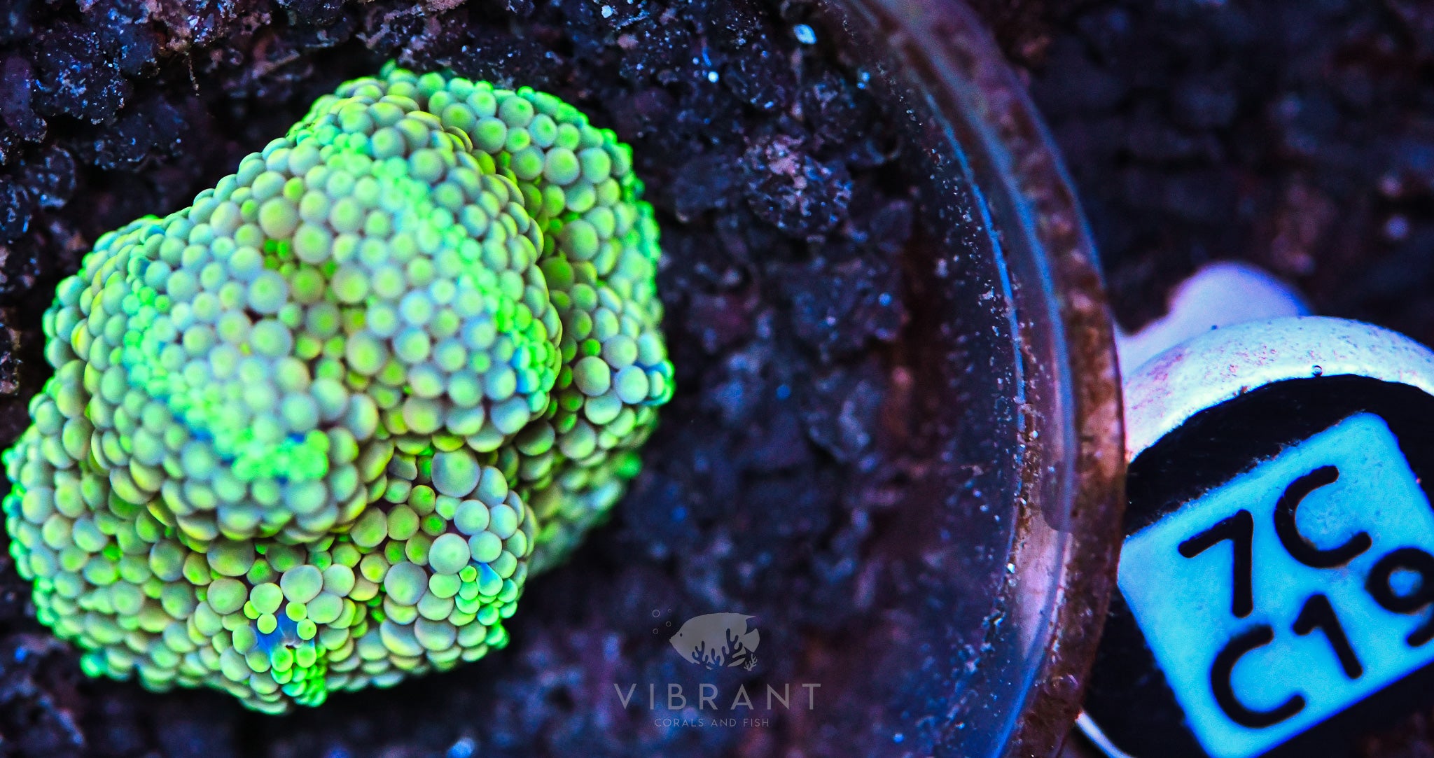 Ricordea Ultra Mushroom