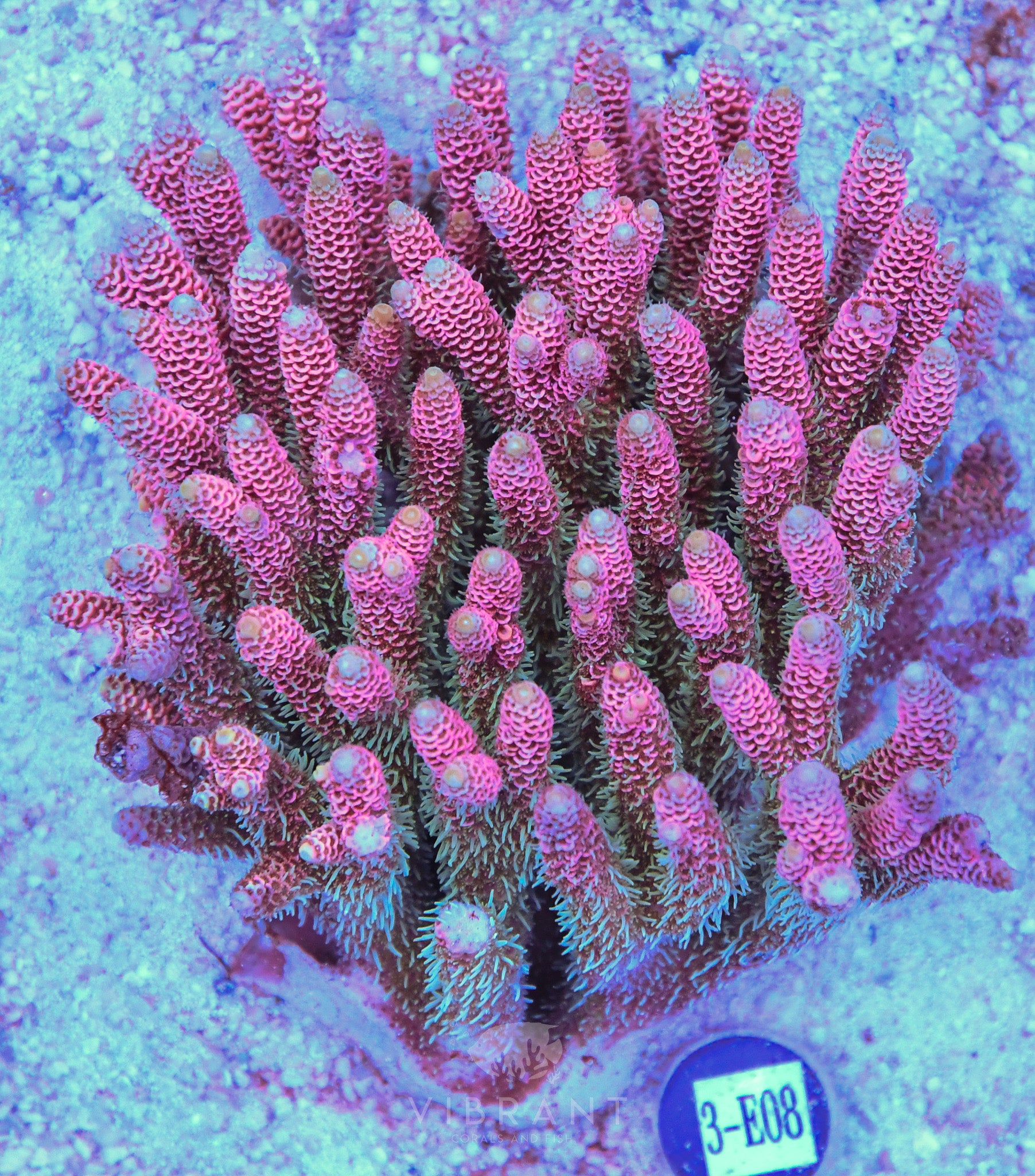 Acro Ultra SOL