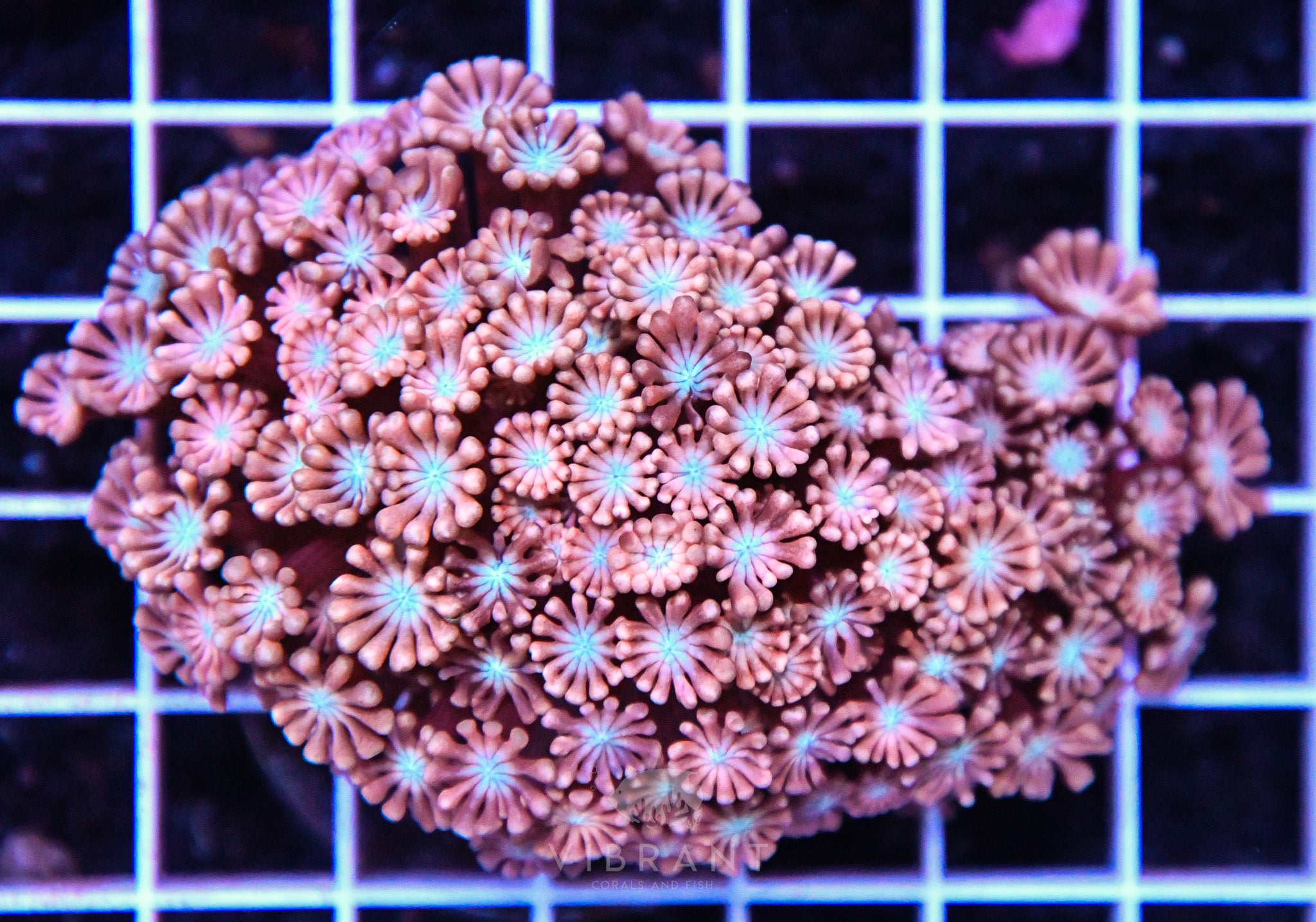 Alveopora Utra AUS