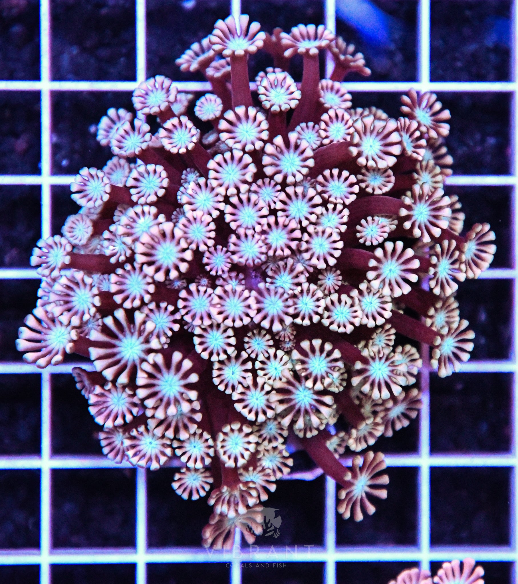 Alveopora Utra AUS