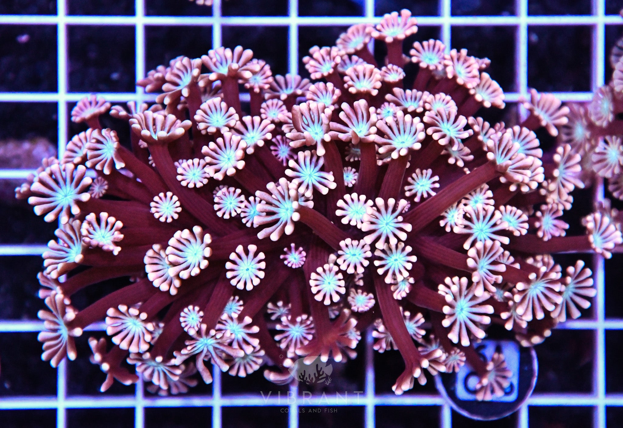 Alveopora Utra AUS