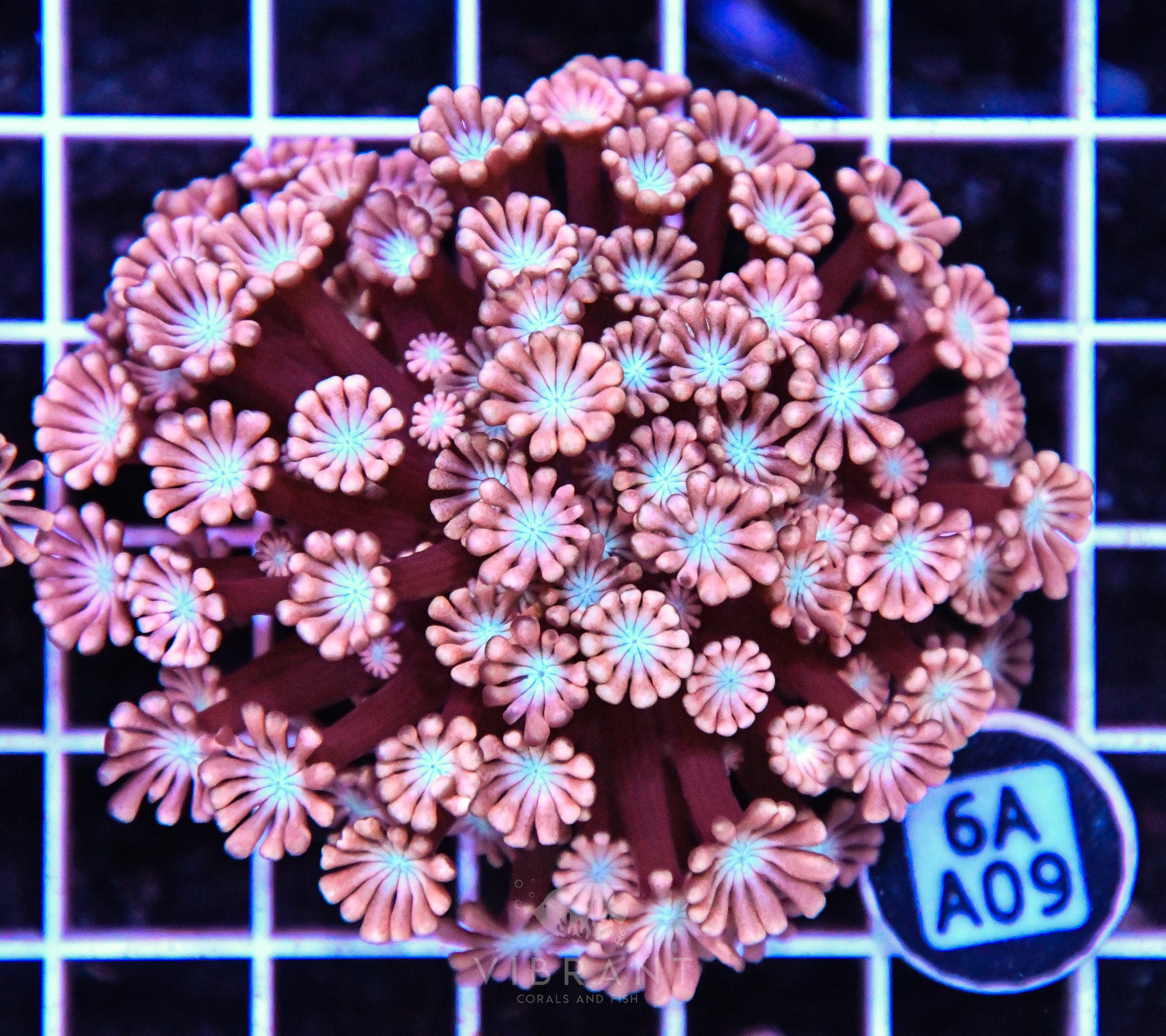 Alveopora Utra AUS
