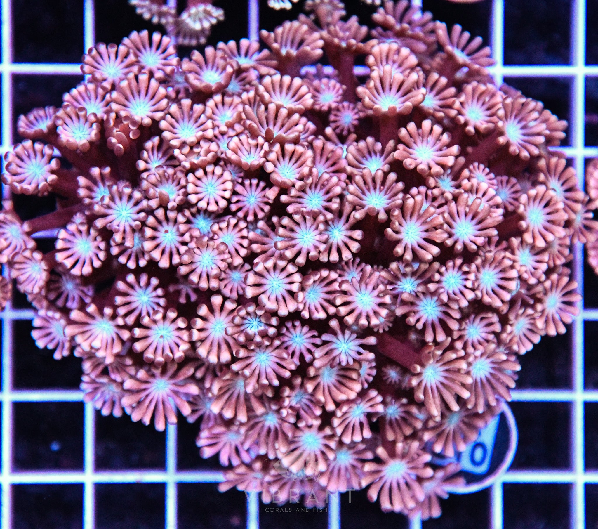 Alveopora Utra AUS