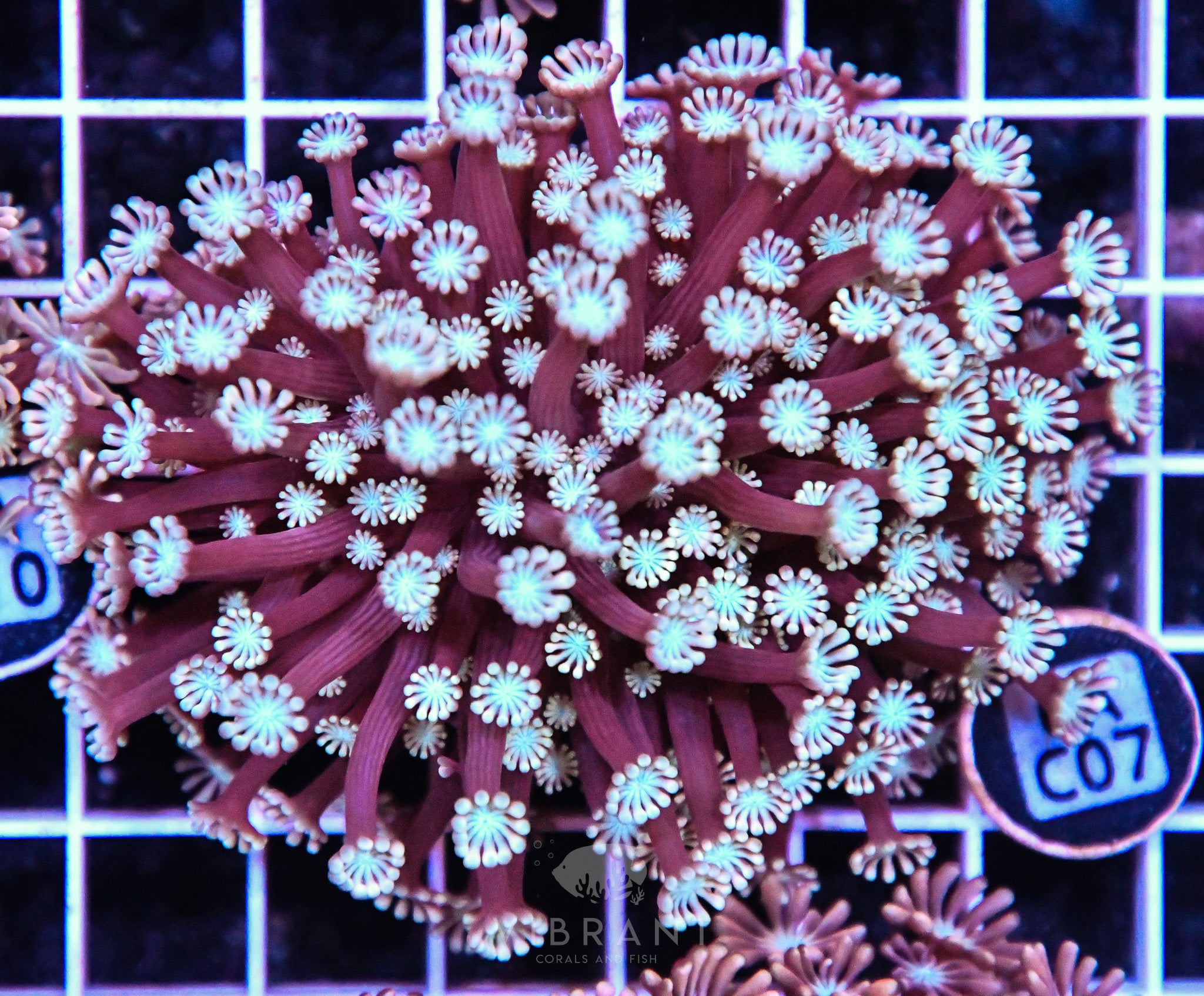 Alveopora Utra AUS