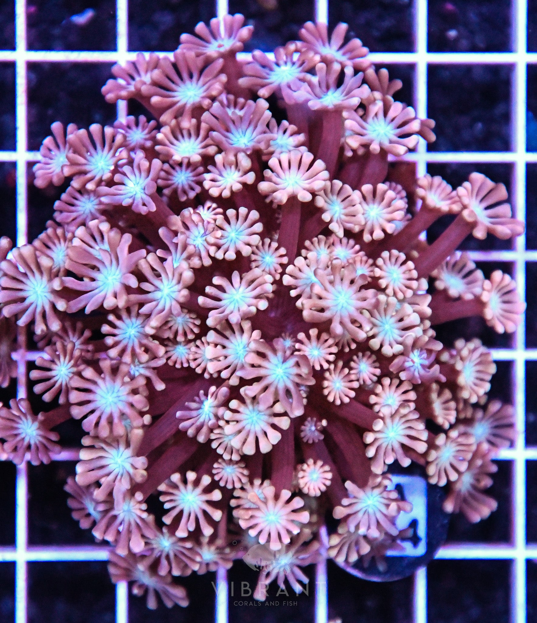 Alveopora Utra AUS