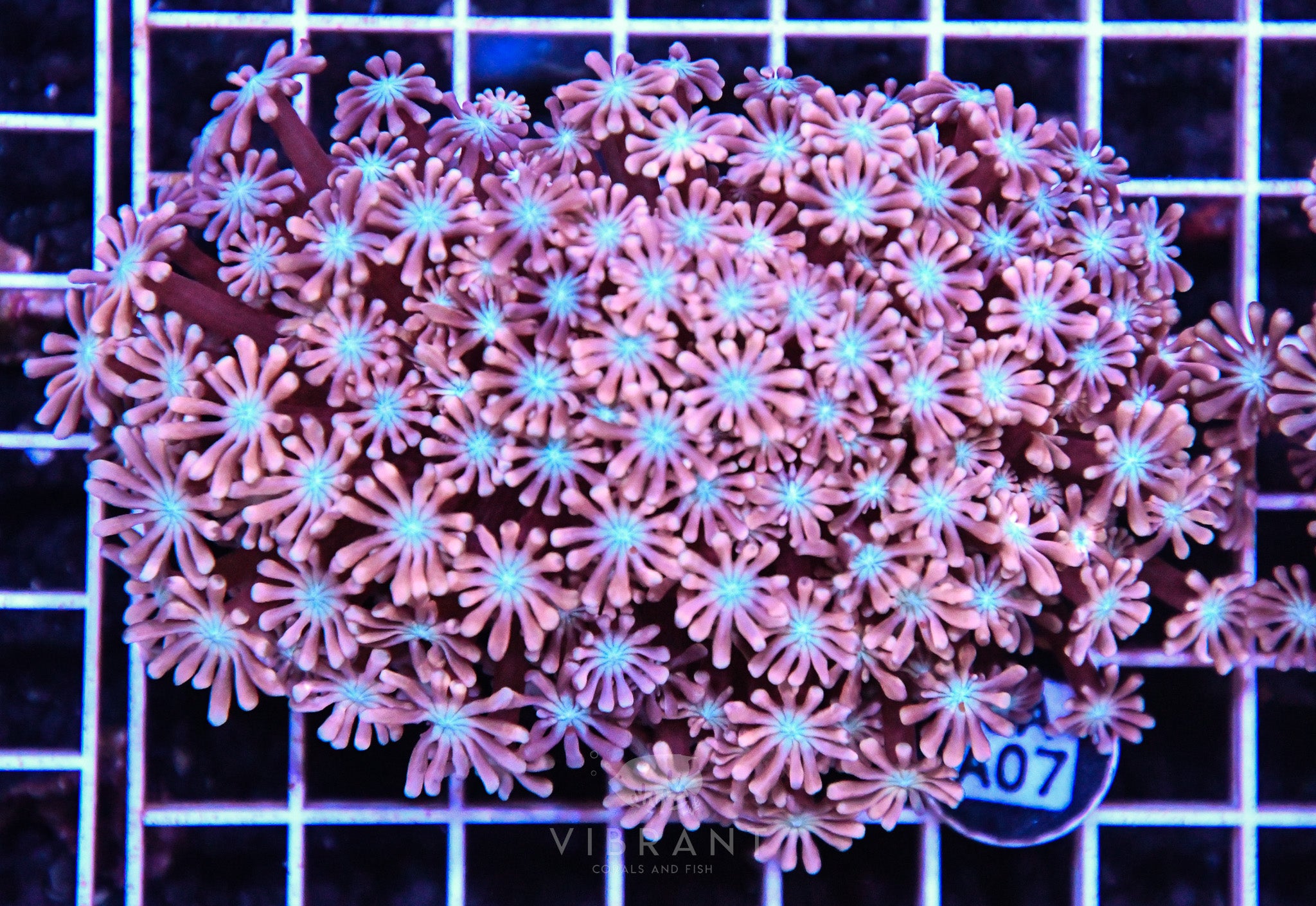Alveopora Utra AUS