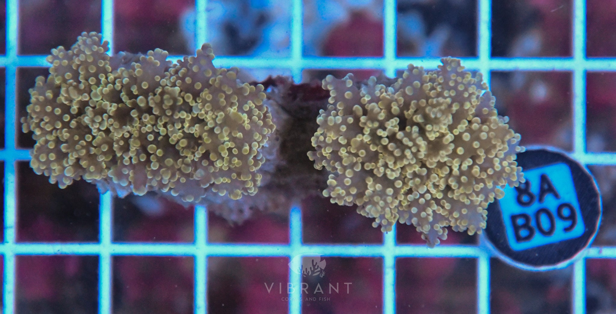 Octospawn Branching Ultra SOL