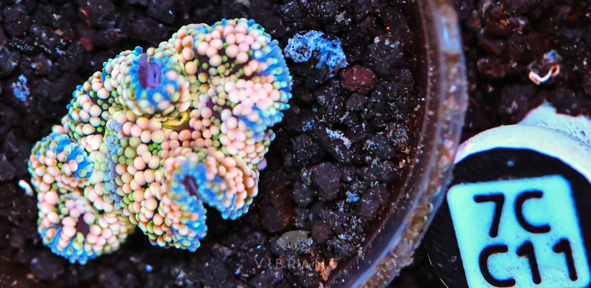Ricordea Ultra Mushroom