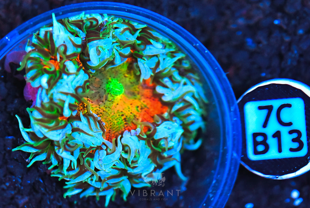 Rock Flower Ultra Anemone