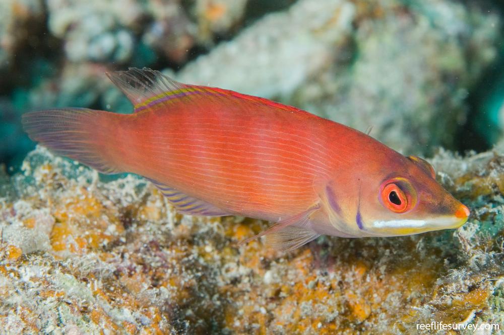 Disappearing Wrasse (Pseudocheilinus evanidus)