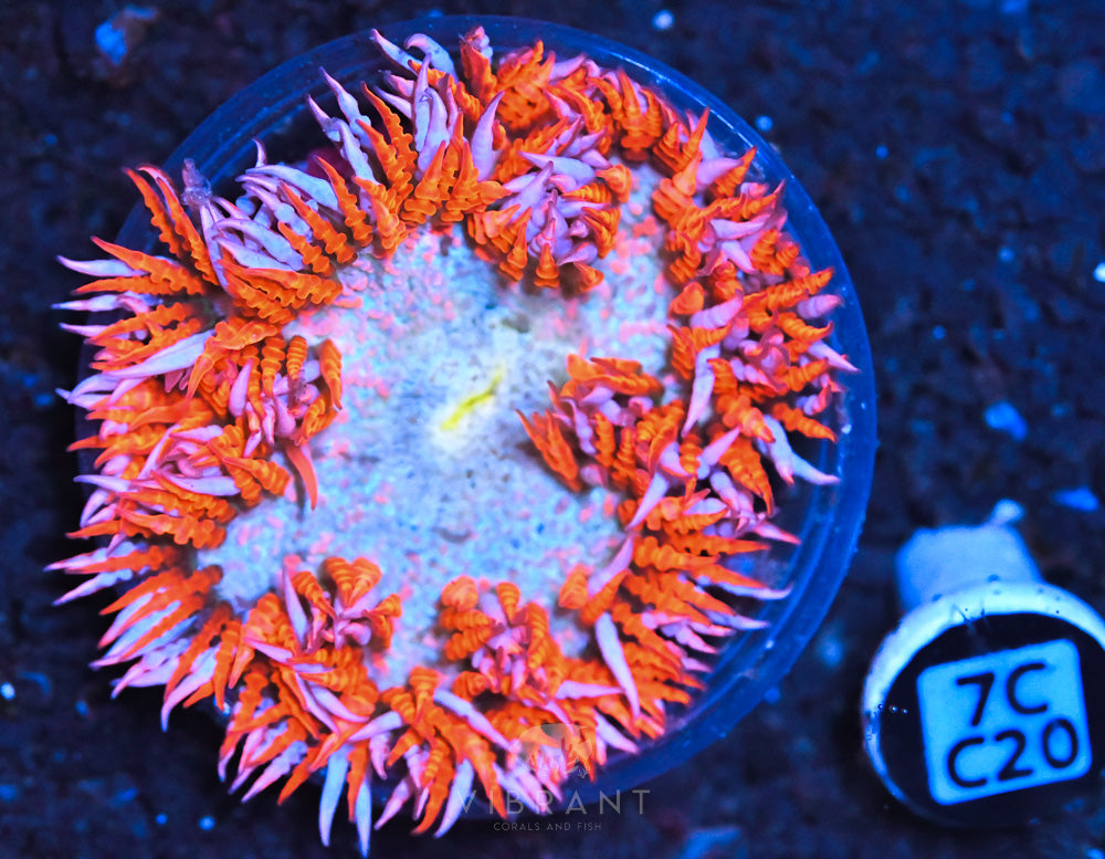 Rock Flower Ultra Anemone