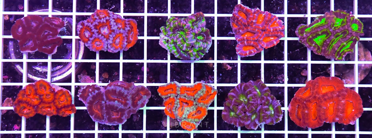 Acan Tiny 10pc Pack SAMPLE