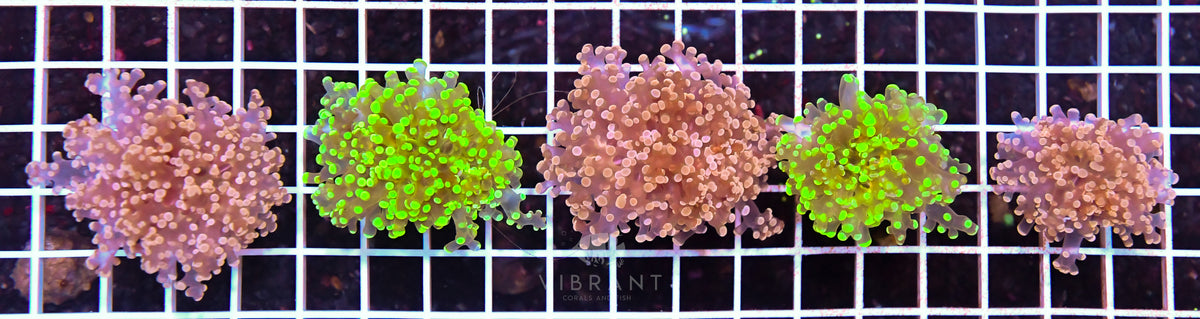 Frogspawn 5hd Pack SAMPLE