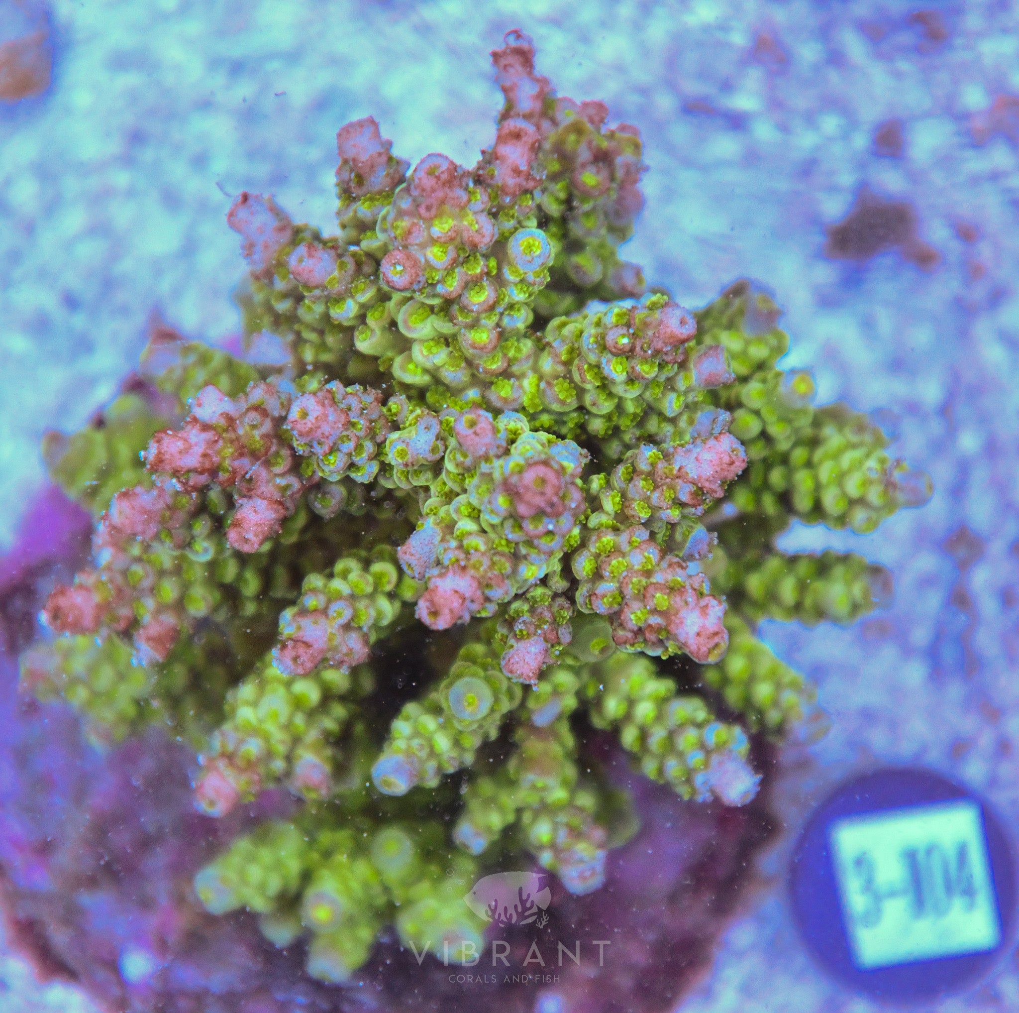 Acro INDO