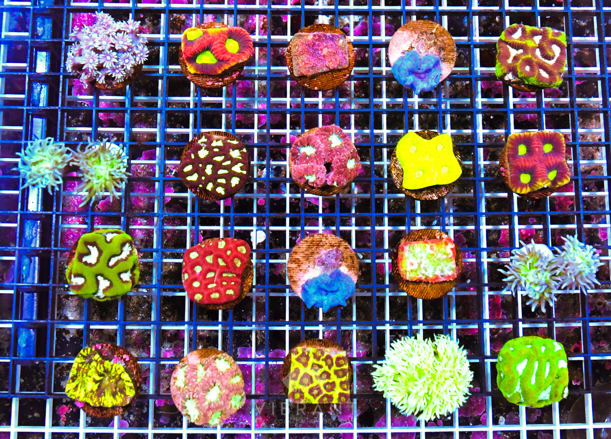 FREE Frag 20 MIXED MEGA Pack SAMPLE