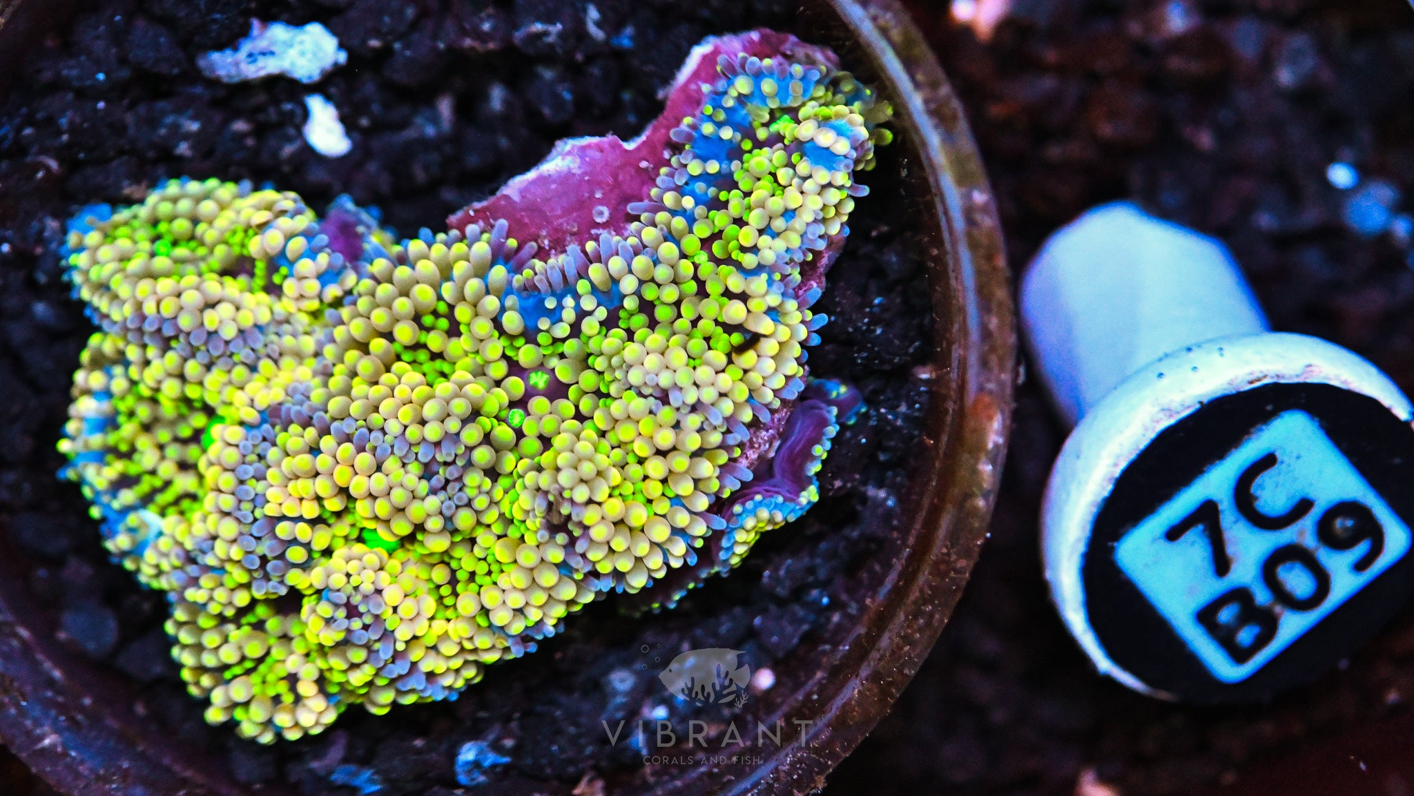 Ricordea Ultra Mushroom
