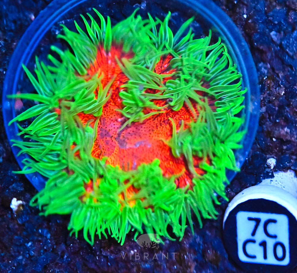 Rock Flower Ultra Anemone