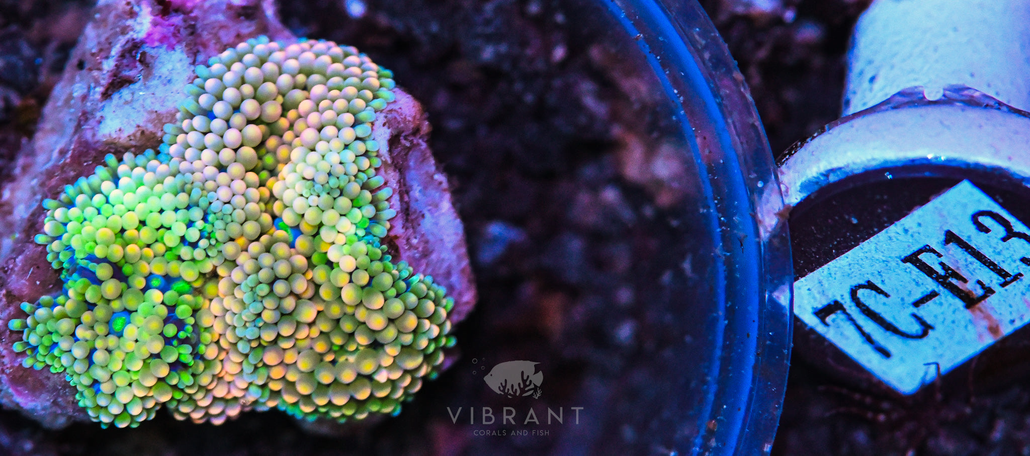 Ricordea Ultra Mushroom