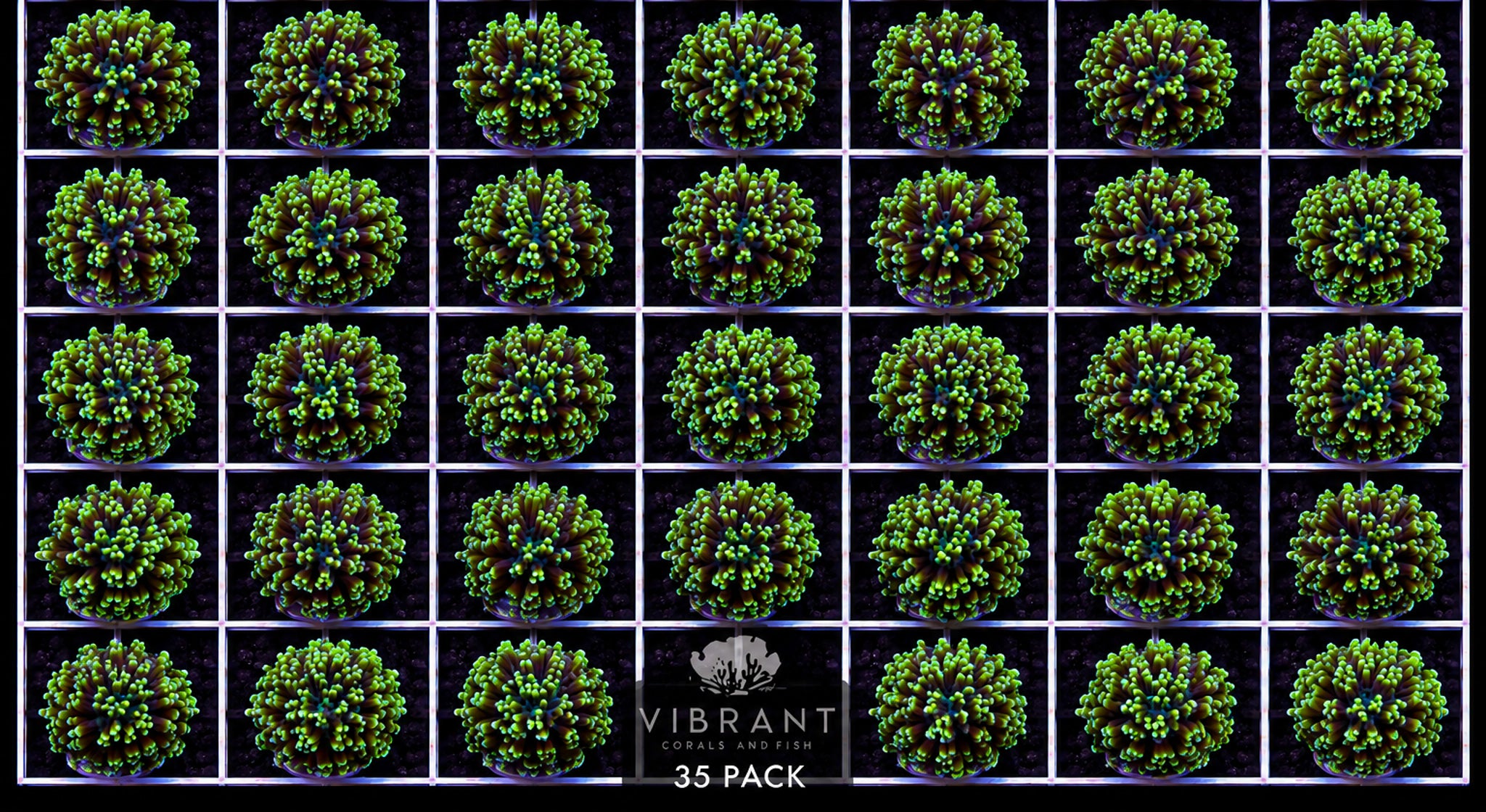 FREE -Frag Torch Pack 35hds WAUS w/ $2000 order