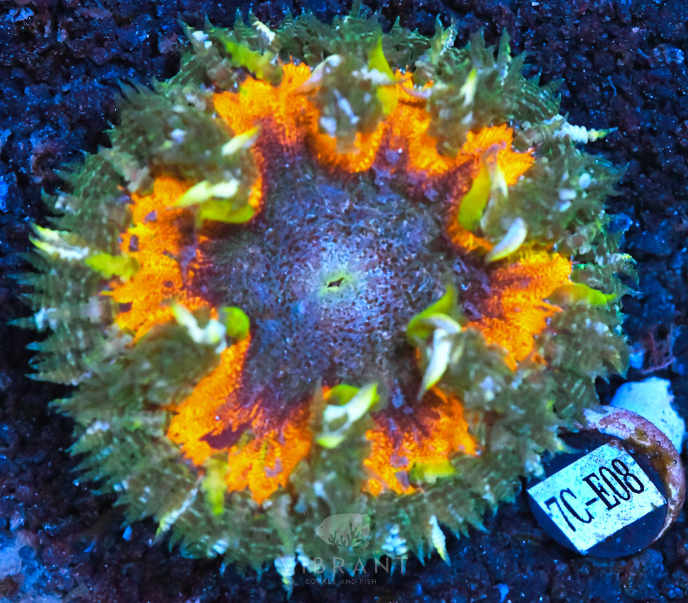 Rock Flower Ultra Anemone