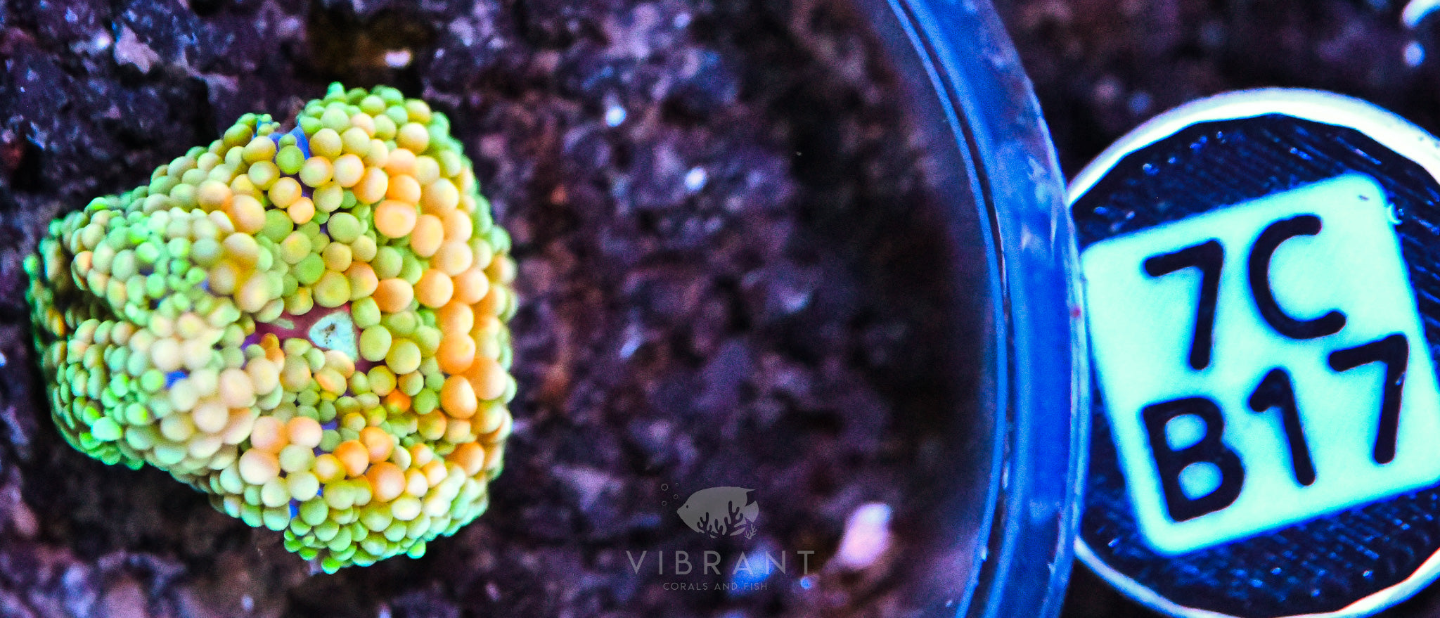 Ricordea Ultra Mushroom