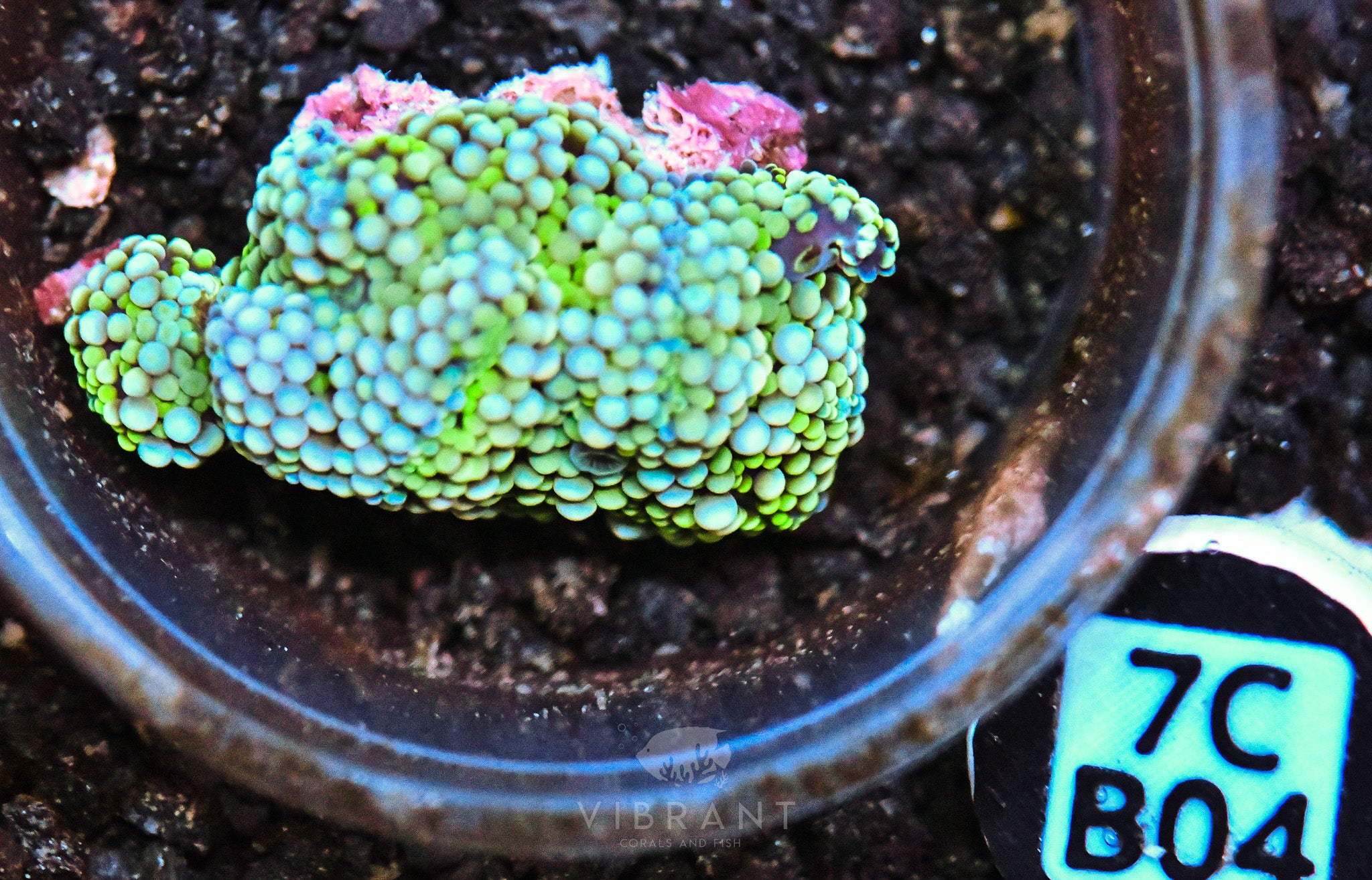 Ricordea Ultra Mushroom