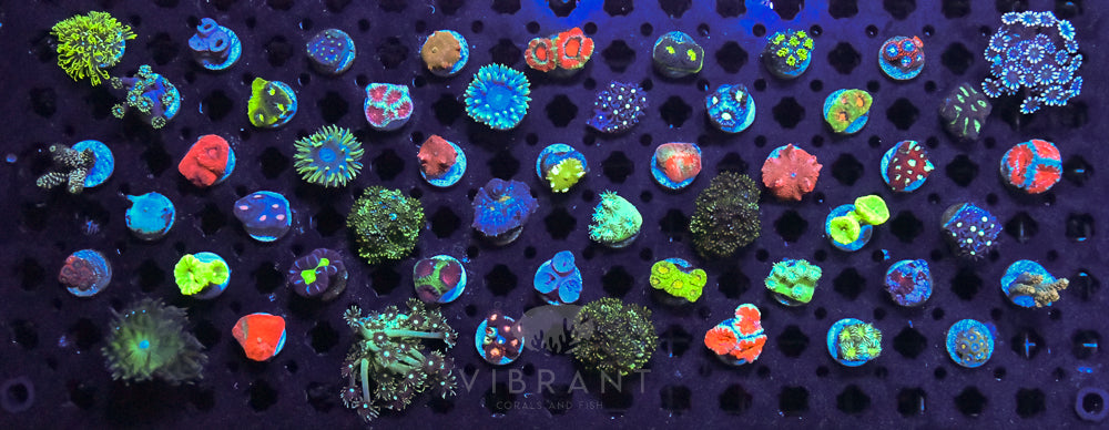 Frag 50 MIXED Coral Pack sample