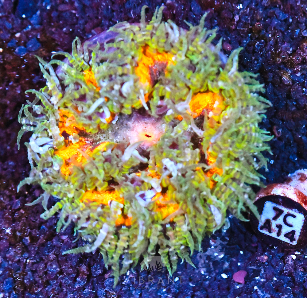 Rock Flower Ultra Anemone