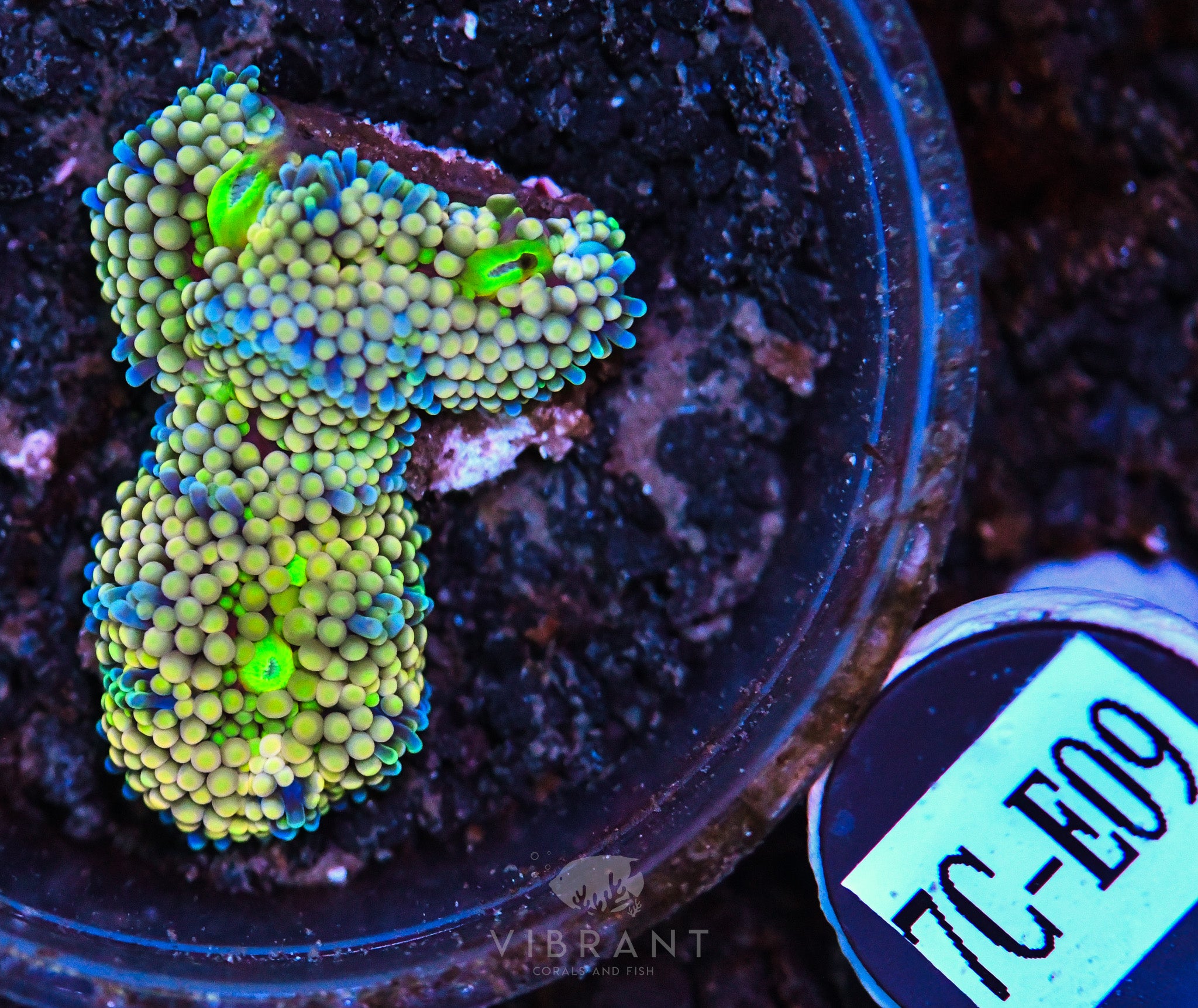 Ricordea Ultra Mushroom