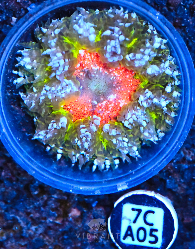 Rock Flower Ultra Anemone