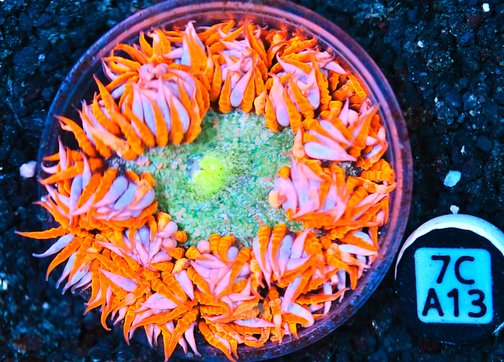 Rock Flower Ultra Anemone