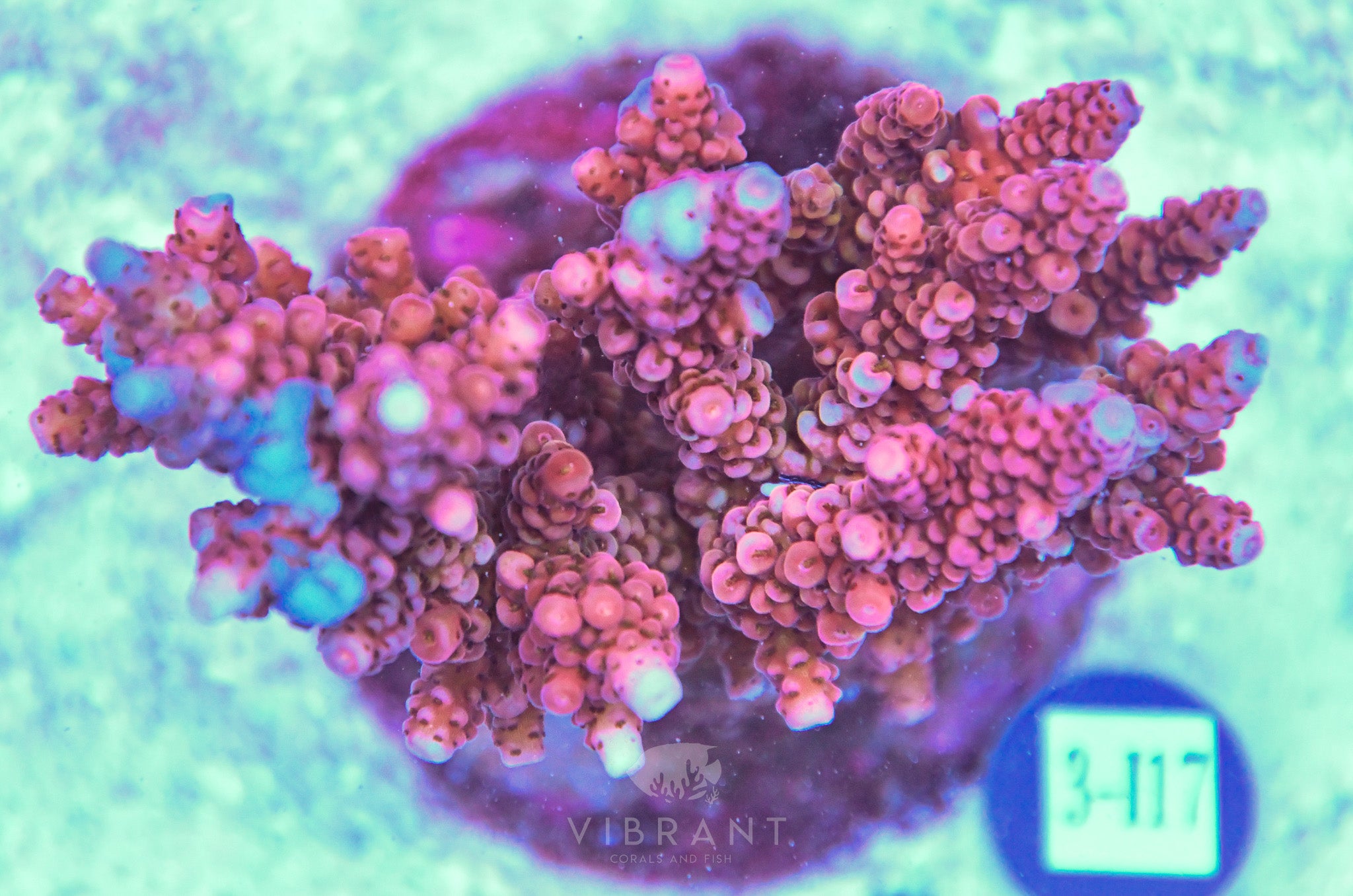 Acro INDO