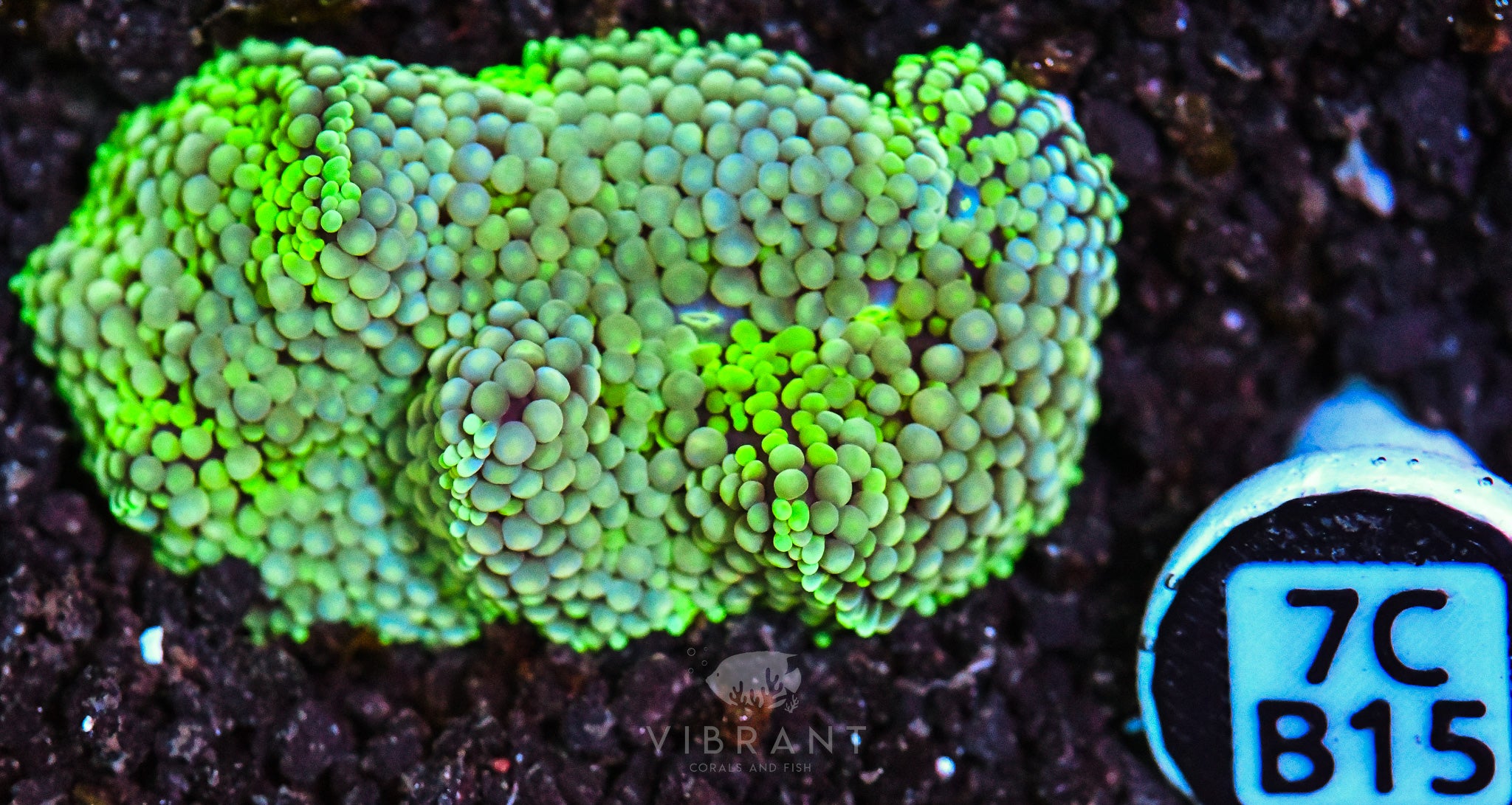 Ricordea Ultra Mushroom
