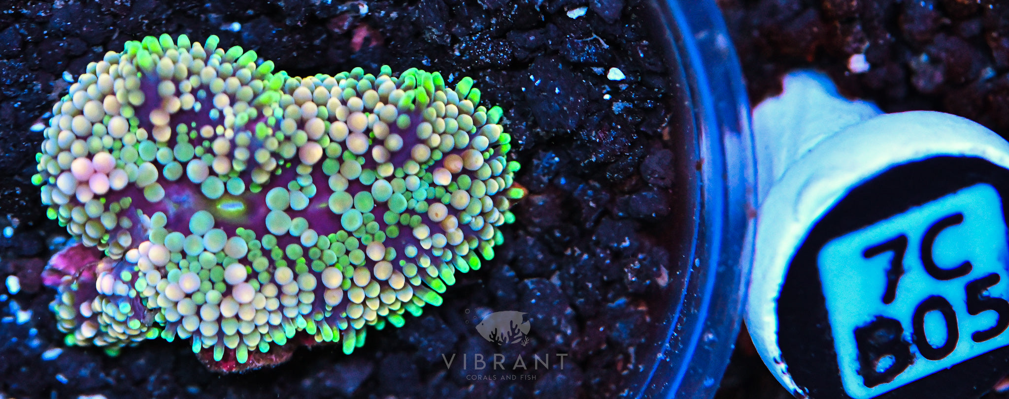 Ricordea Ultra Mushroom