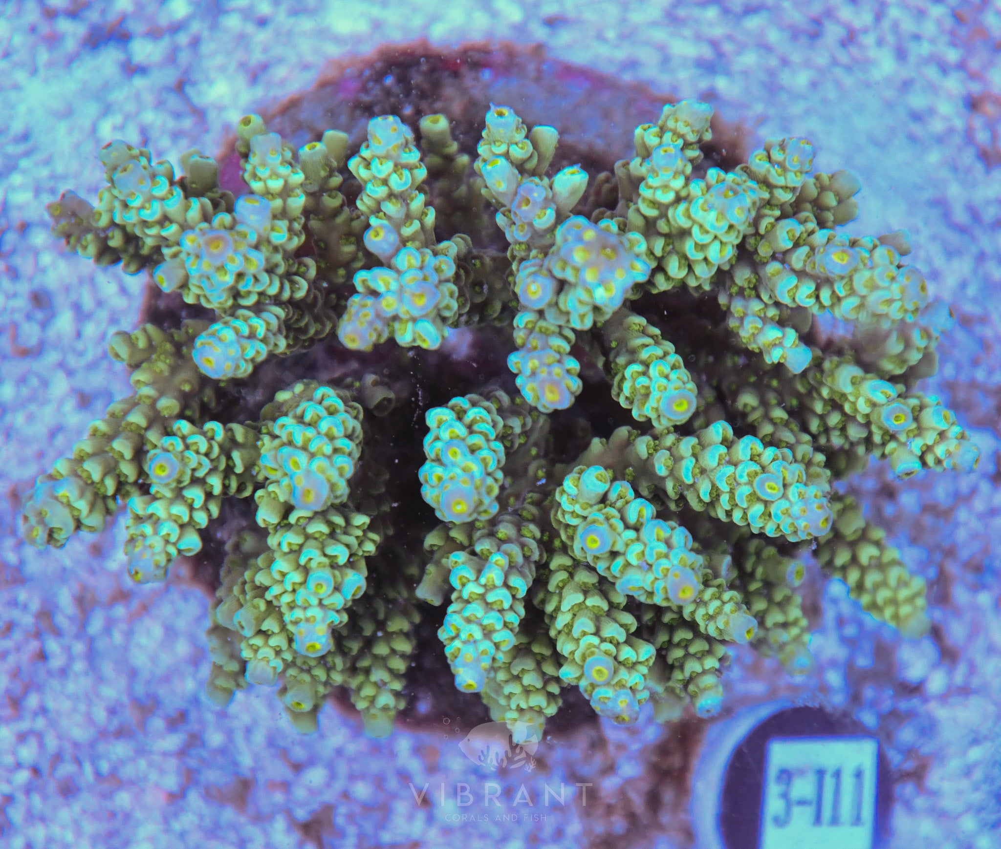Acro INDO