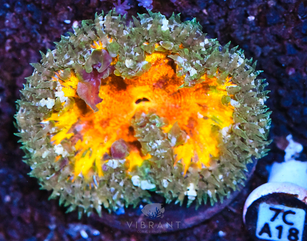 Rock Flower Ultra Anemone