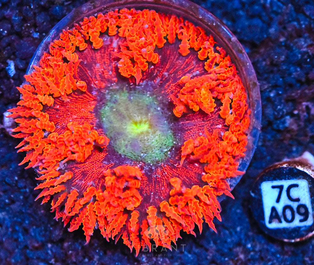 Rock Flower Ultra Anemone