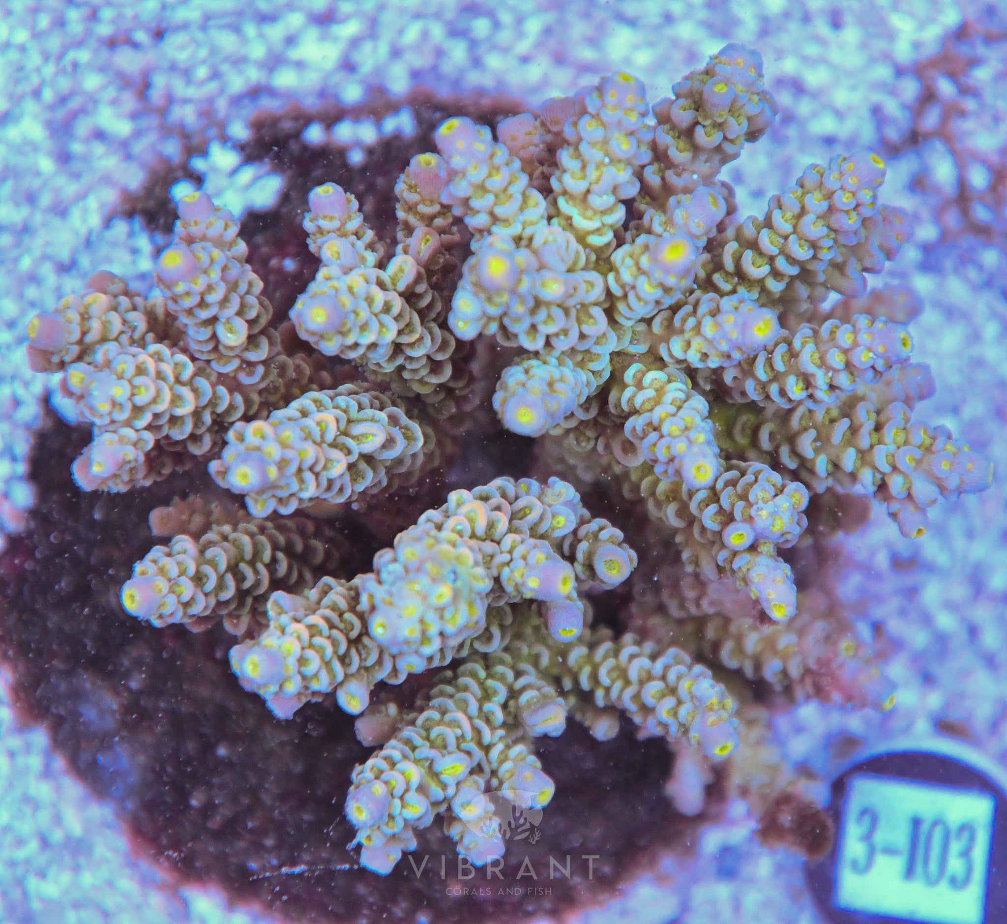 Acro INDO