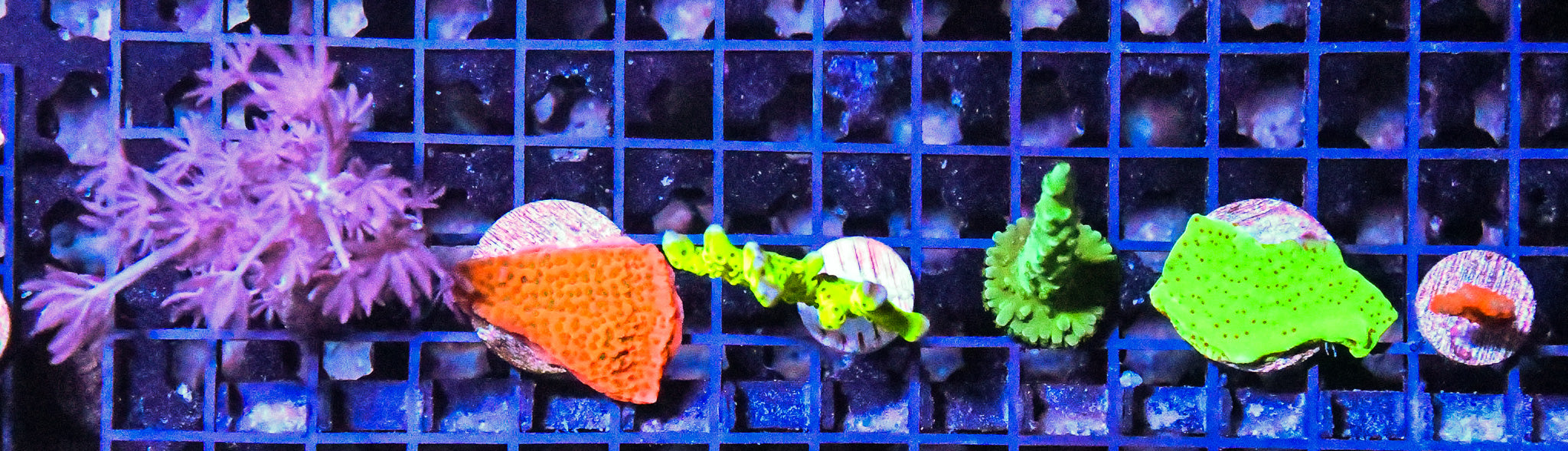 Aquaculture Frag MIXED 6pc sample