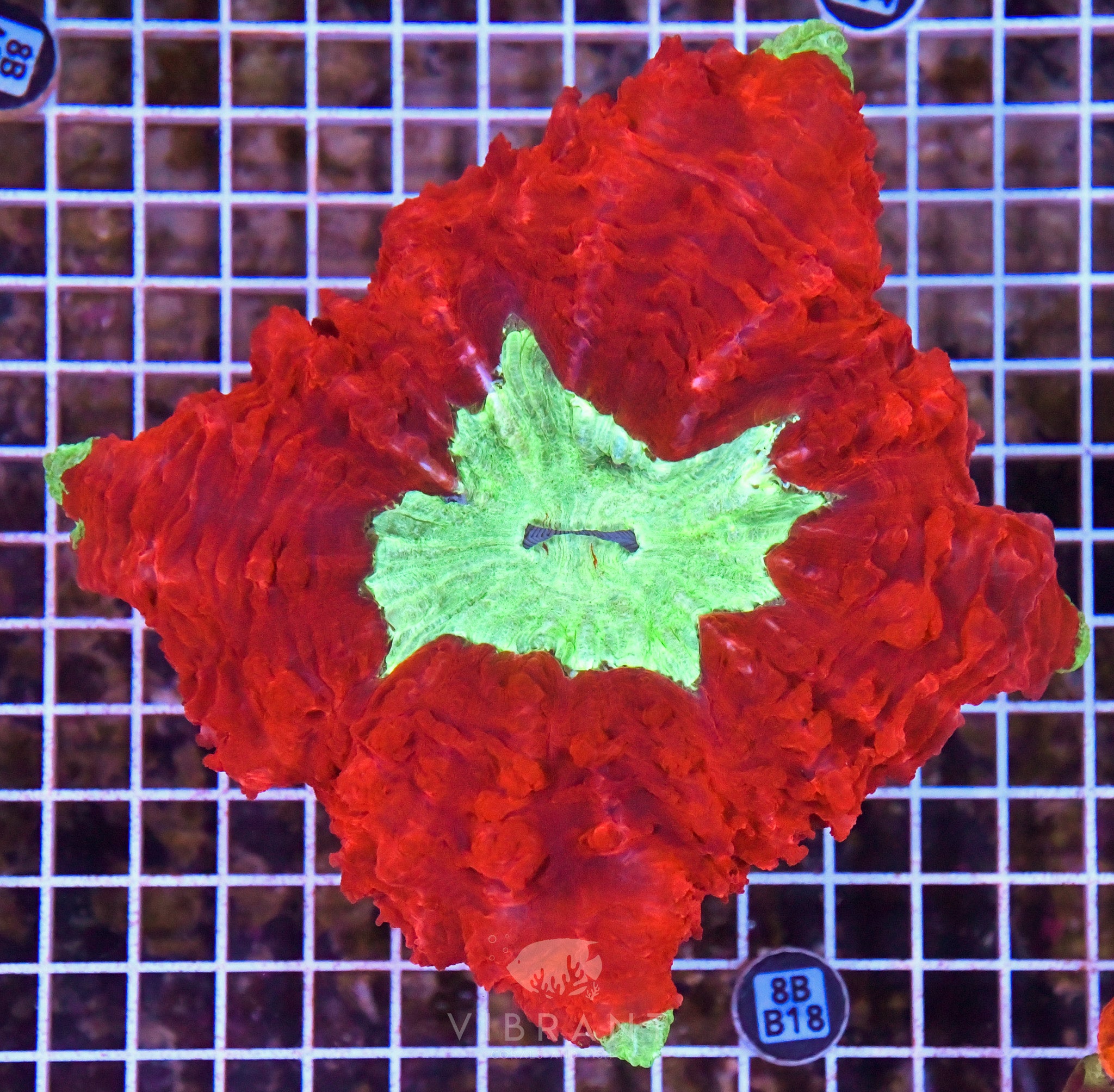 Acanthophyllia INDO W