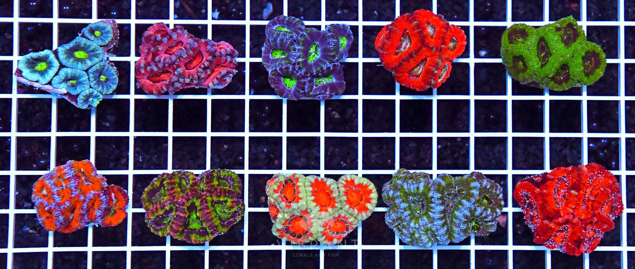 Acan Lord Tiny 10pc Pack sample