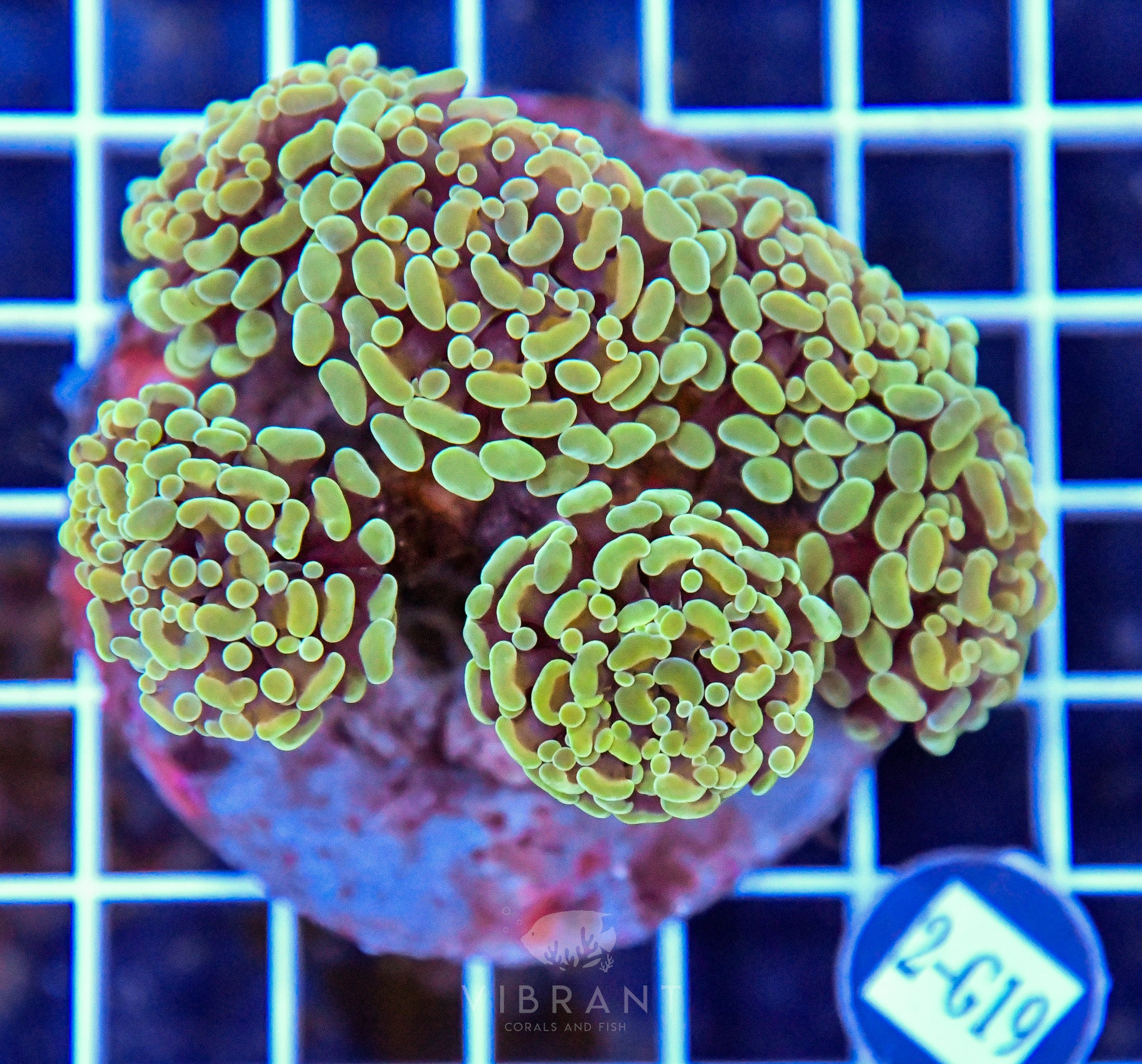 Hammer Branching INDO