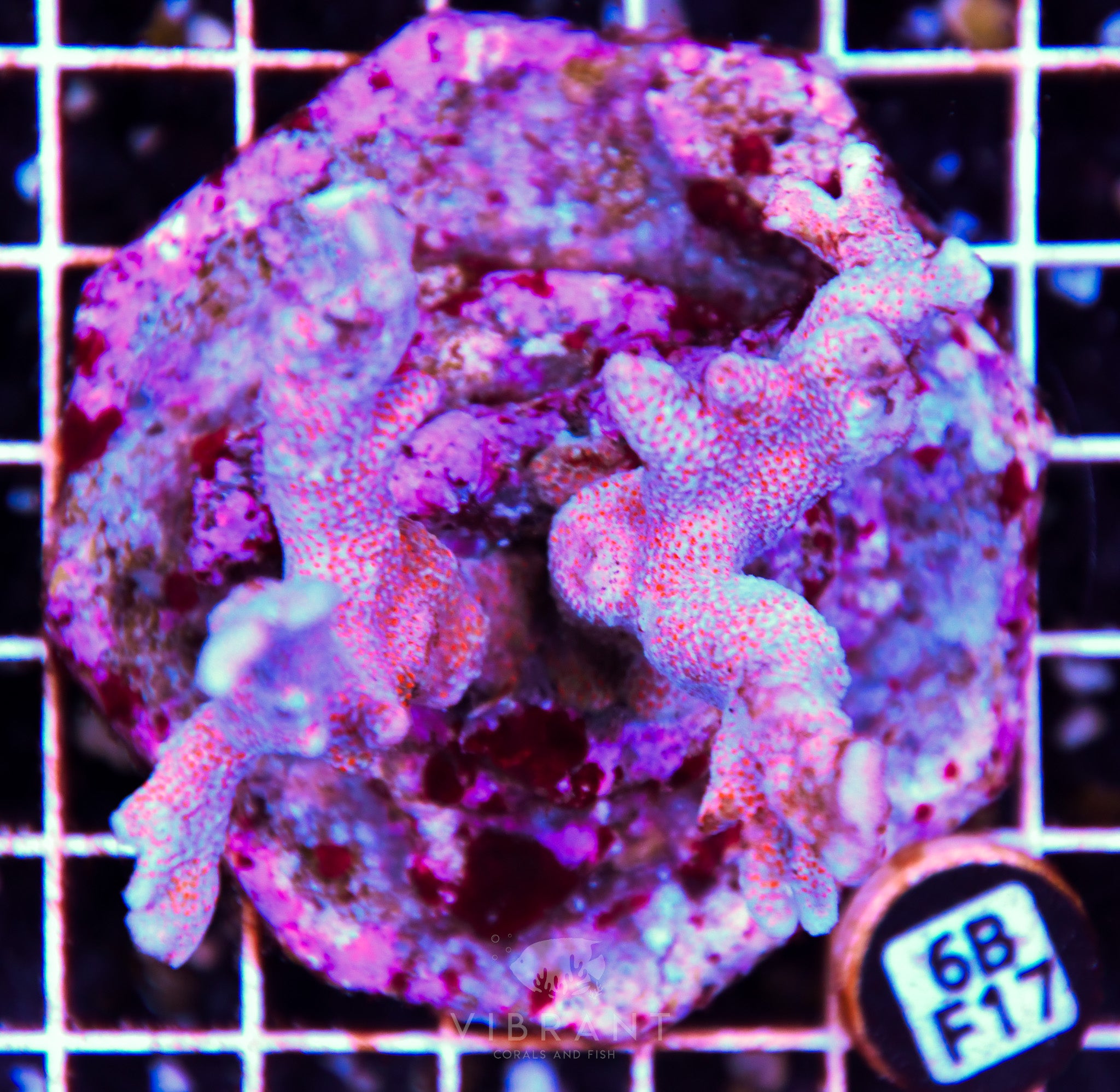 Montipora Digitata INDO