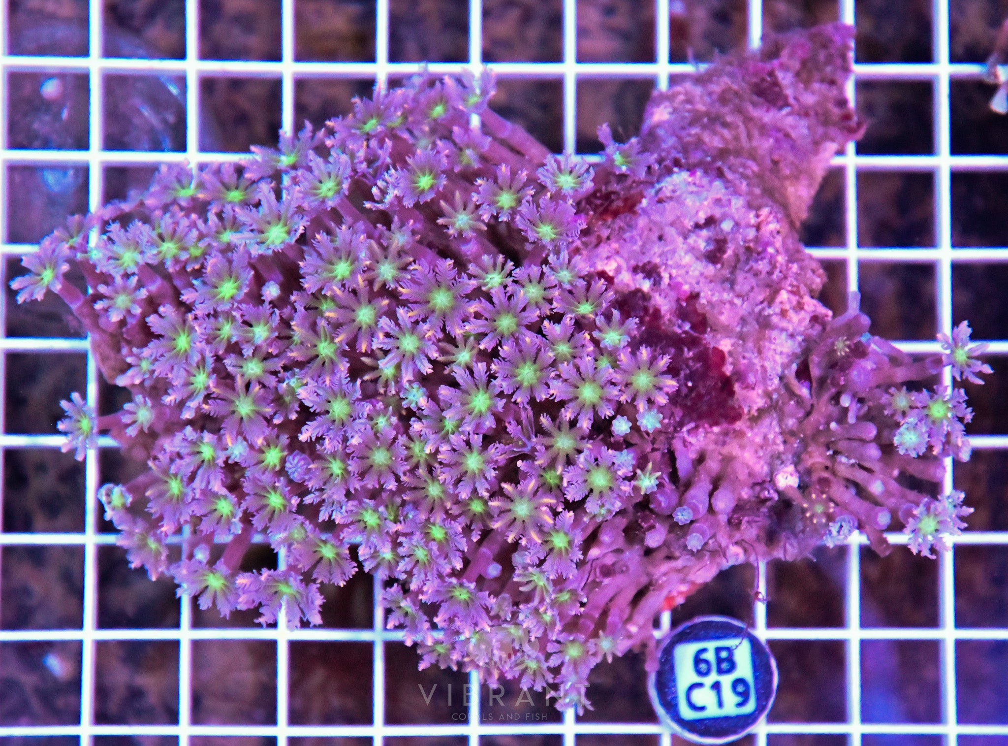 Clove Polyp INDO W