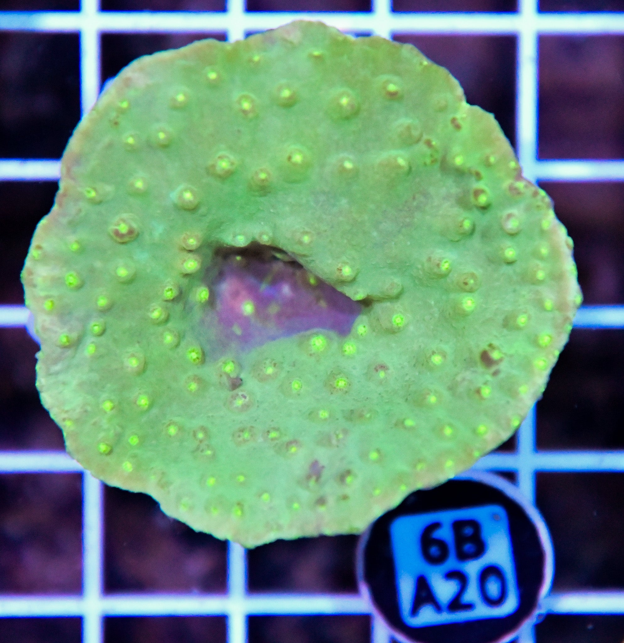 Turbinaria AUS
