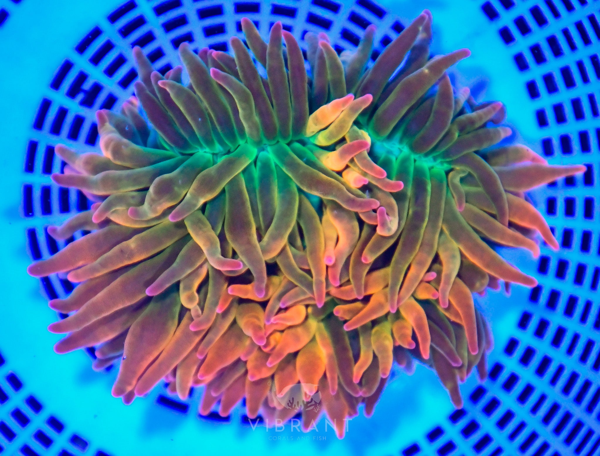 Bubble Tip Aquacultured Anemone