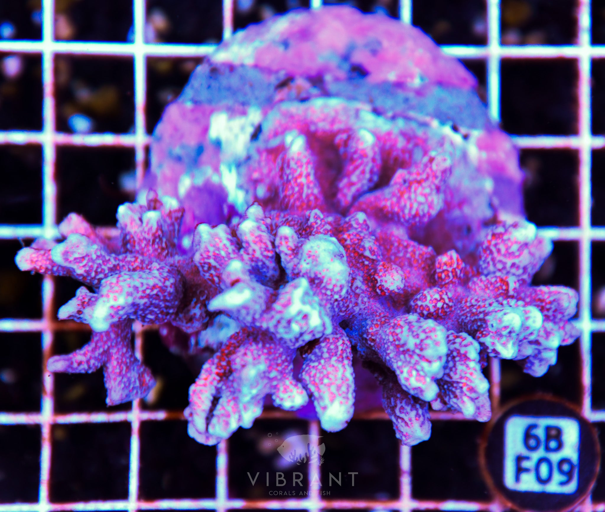 Montipora Digitata INDO