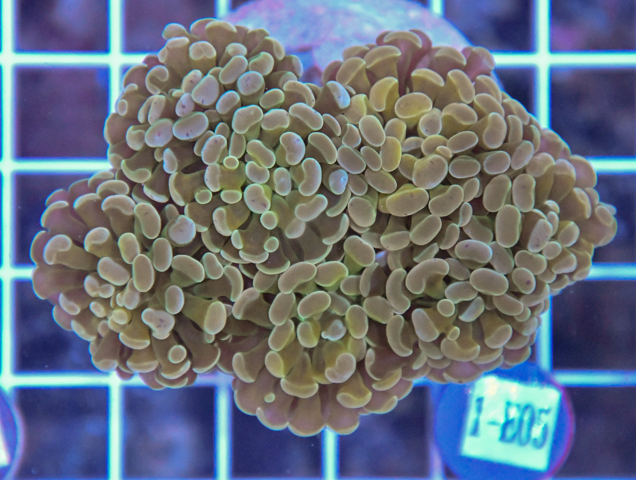 Hammer Branching INDO